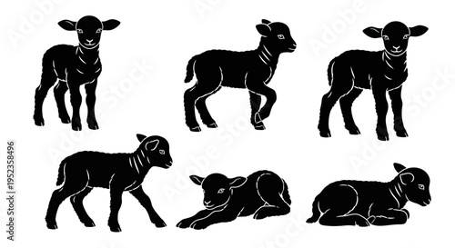 Set of Black Lamb Silhouettes on White Background: Standing, Walking, Lying Down