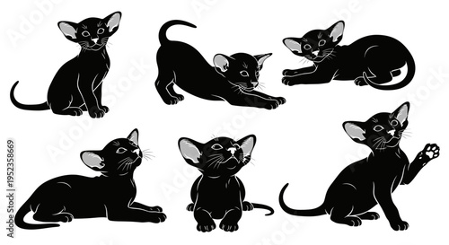 Set of Black Oriental Shorthair Kittens Poses, Cute and Playful