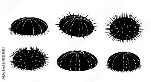 Set of Black Sea Urchin Silhouettes on White Background, Marine Life Illustration