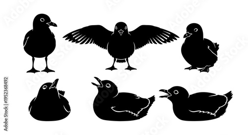 Set of Black Silhouettes of Birds and Chicks on White Background