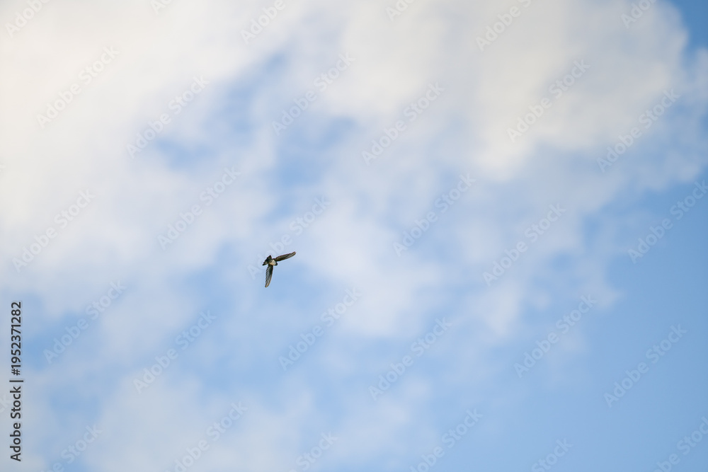 Fototapeta premium A single bird flying in a clear blue sky with a few soft clouds