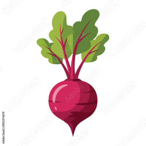 Beetroot Vegetable with Green Leaves 3.