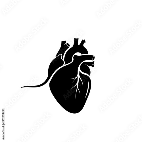 Anatomical Human Heart Illustration.