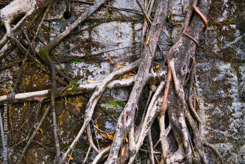Fototapeta premium Closeup of banyan tree roots texture on the stone wall in Hong Kong garden