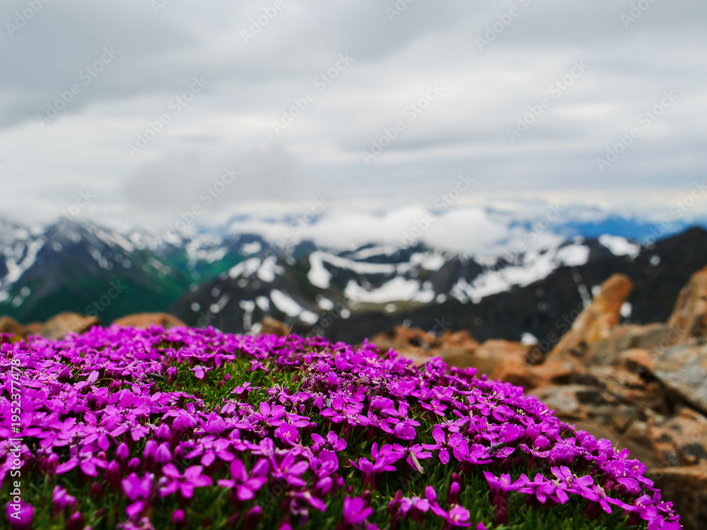 Obraz premium Vibrant purple alpine flowers cover a rugged mountain, symbolizing resilience. Majestic snow-capped peaks under a cloudy sky create a breathtaking scene
