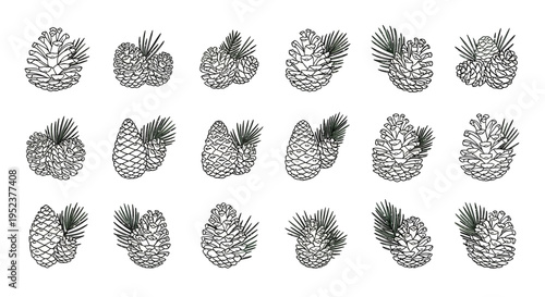 Elegant pine cones and needles arrangement decorative vector illustration