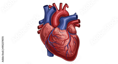Anatomical illustration of a human heart with arteries and veins