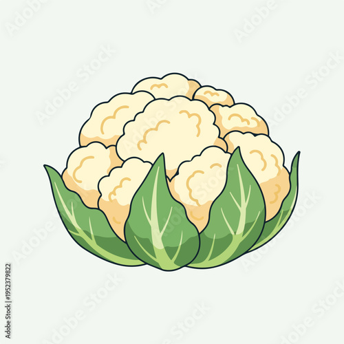 Fresh Cauliflower Vegetable Closeup View.