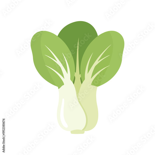 Fresh Green Bok Choy Vegetable 1.
