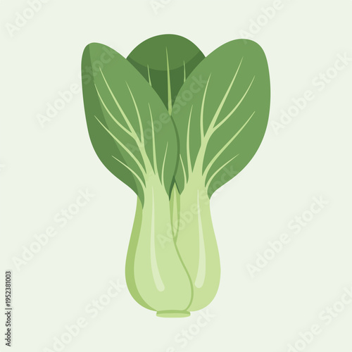 Fresh Green Bok Choy Vegetable.