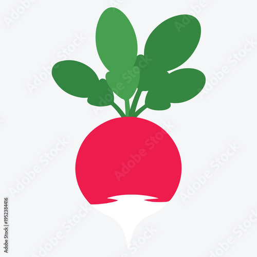Fresh red beetroot vegetable illustration.