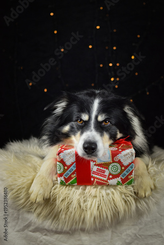 Border collie resting head on Christmas present on fluffy rug, cozy holiday studio portrait.