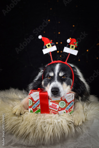 Border collie wearing Santa hat headband holding Christmas gift box on fluffy rug, studio holiday portrait.