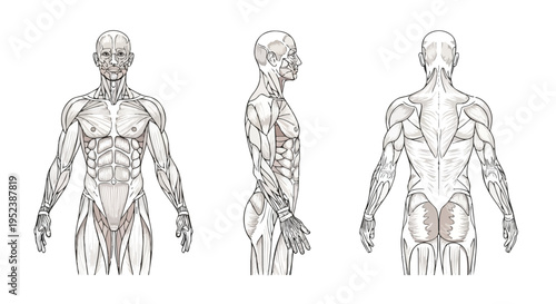 Human anatomy wireframe - 3D renderings of male musculature from front, side, and back views, cross section
