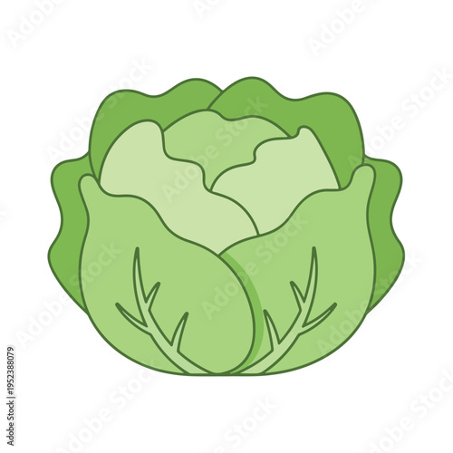 Green Cabbage Vegetable Illustration Closeup 2.