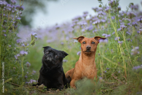 Two small dogs sitting together on a path between blooming purple flowers, looking up attentively. Lovely friendship and companionship concept in nature.