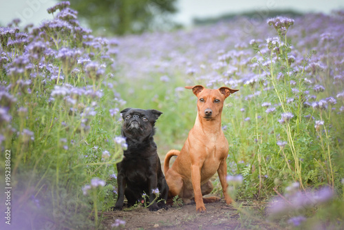 Two small dogs sitting together on a path between blooming purple flowers, looking up attentively. Lovely friendship and companionship concept in nature.