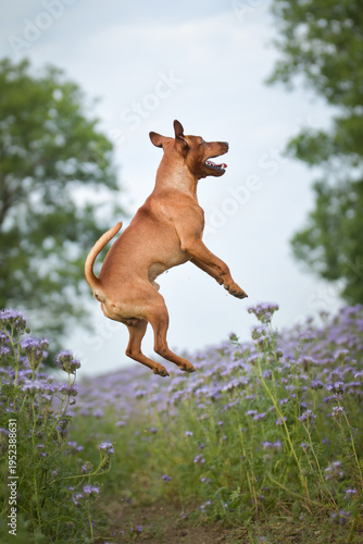 Small brown dog jumping high in the air above a blooming purple flower field. Action shot capturing energy, freedom and joy in nature.	

