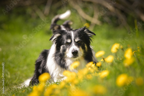 Close-up portrait of a Border Collie lying in a meadow full of yellow flowers. Calm and intelligent dog resting outdoors in springtime.	