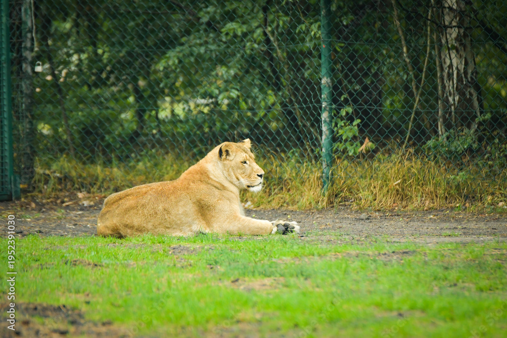 Fototapeta premium Lioness resting on the grass in a zoo enclosure, watching her surroundings calmly. Wildlife scene with natural background and copy space.