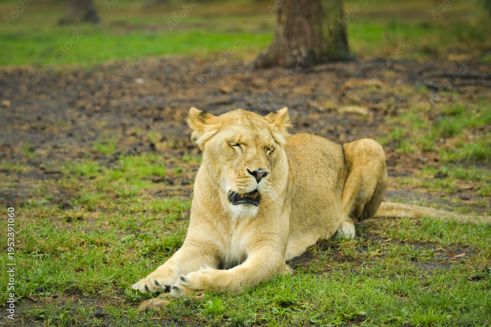 Fototapeta premium Lioness resting on the grass in a zoo enclosure, watching her surroundings calmly. Wildlife scene with natural background and copy space.