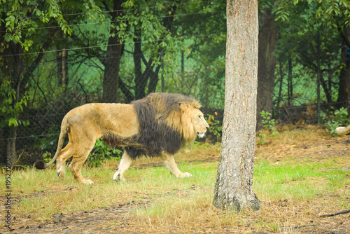 Male lion walking through grassy enclosure with trees in background. Powerful big cat in natural environment captured in motion.