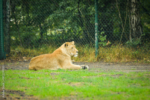 Lioness resting on the grass in a zoo enclosure, watching her surroundings calmly. Wildlife scene with natural background and copy space.