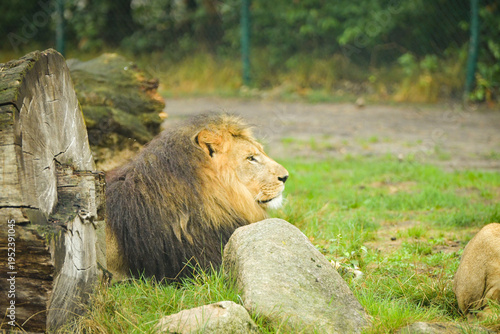 Male lion resting behind rocks and grass in natural enclosure. Majestic big cat relaxing in calm environment with soft background.
