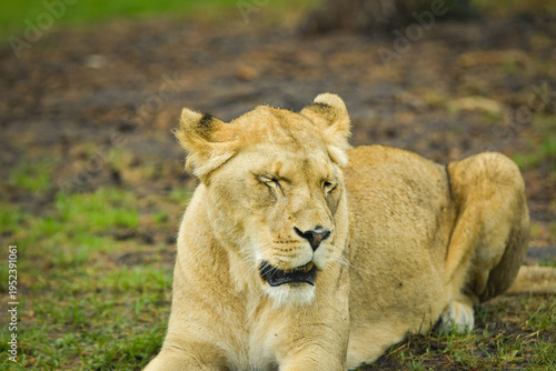 Lioness resting on the grass in a zoo enclosure, watching her surroundings calmly. Wildlife scene with natural background and copy space.