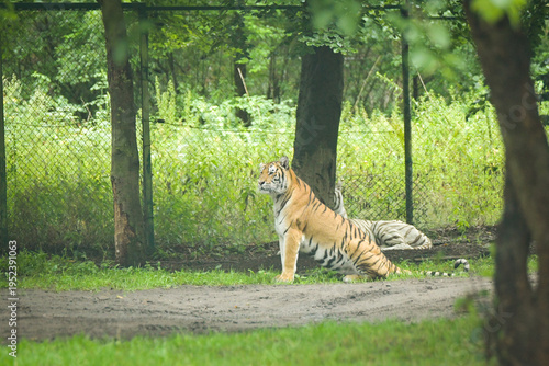 Tiger sitting in forest enclosure with green background and fence. Striped big cat resting in natural habitat environment.