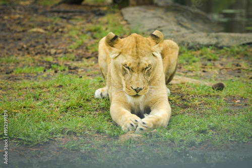 Lioness resting on the grass in a zoo enclosure, watching her surroundings calmly. Wildlife scene with natural background and copy space.