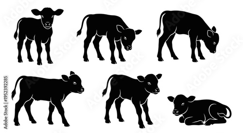 Set of Calf Silhouettes: Standing, Grazing, and Resting Young Cattle Poses