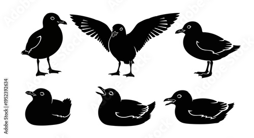 Set of Black Silhouettes of Seagulls and Ducks in Various Poses