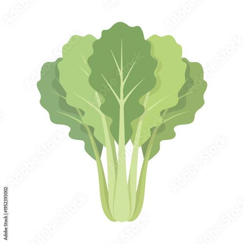 Green leafy vegetable plant closeup 7.