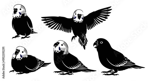 Set of Budgie Birds Silhouette Collection: Flying, Sitting, Standing Poses