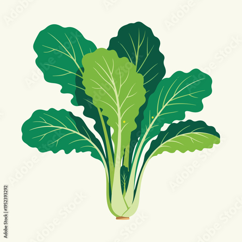 Green Leafy Vegetable Plant Closeup 8.