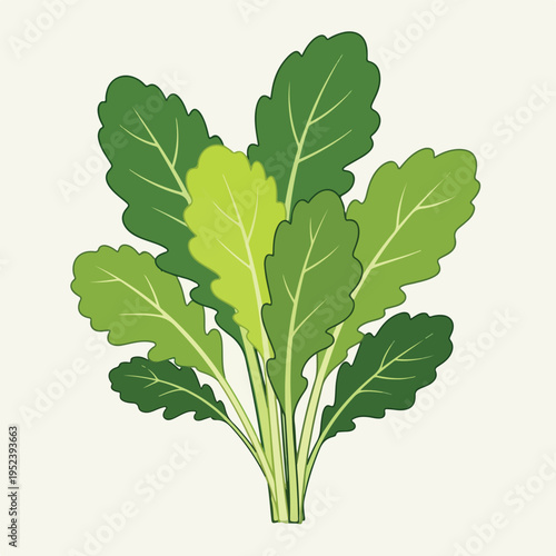 Green leafy vegetable plant leaves bunch.