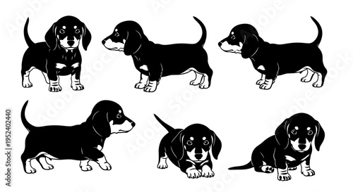 Set of Dachshund Puppies in Various Poses, Black and Tan, Isolated on White Background