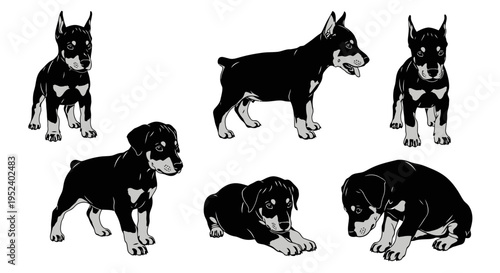 Set of Doberman Pinscher Puppies Poses, Black and Tan, Isolated on White Background