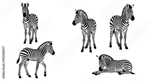 Set of Five Zebra Illustrations in Black and White, Various Poses