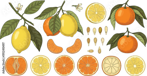 Billede på lærred Hand Drawn Citrus Fruits Illustration Set with Lemon, Orange, Slices, Seeds and