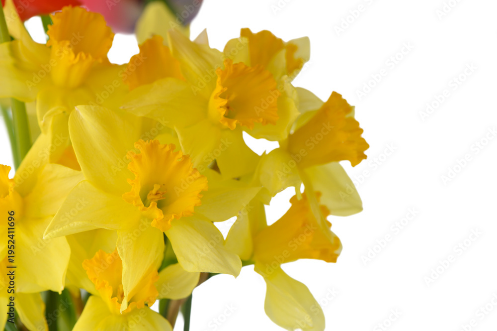 Obraz premium Yellow Daffodil Bouquet Isolated on White Background