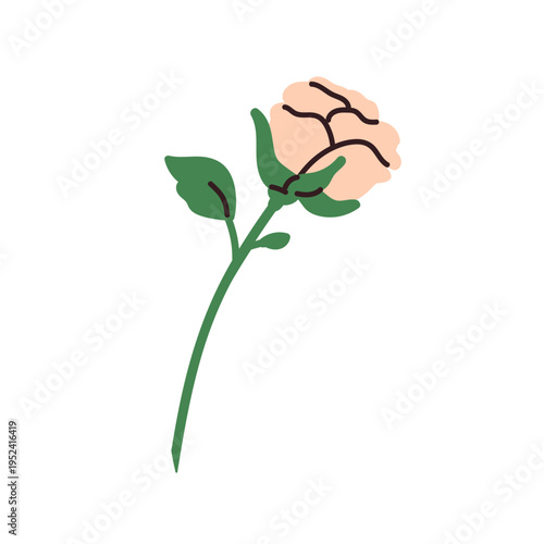 Rose flower blossom, single stem. Floral plant, garden flora. Gentle petals, ...