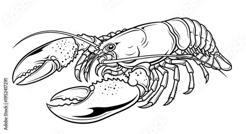 Detailed Line Art Depiction of a Lobster with Prominent Claws.
