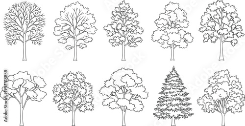 Black and white line of various tree species with detailed foliage and trunks line black and white