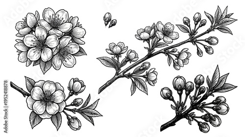 Exquisite hand-drawn cherry blossom illustrations depicting various stages of spring bloom, from delicate buds to full flowers