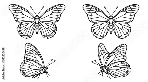 Elegant Line Art Butterflies Detailed Black and White Sketches of Lepidoptera in Different Views