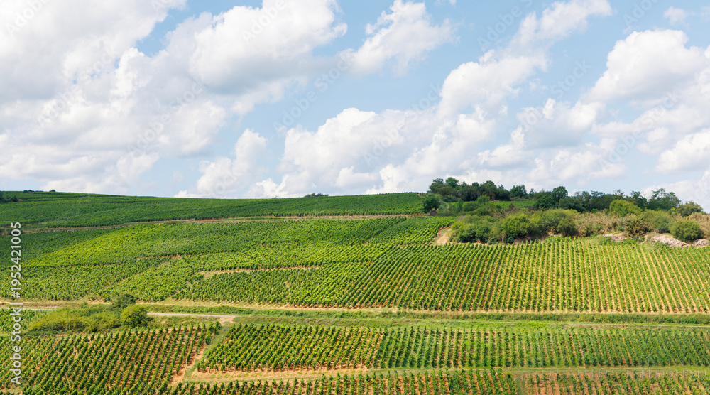 Obraz premium view of vineyard against cloudy sky, France