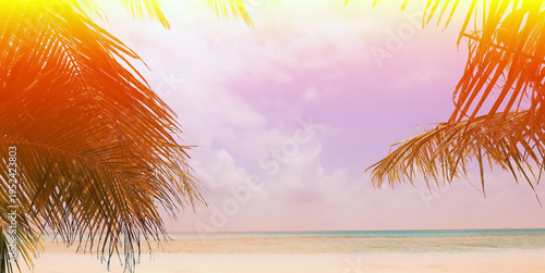 Summer colorful theme with palm trees leaf background as texture frame image background
