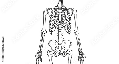 Detailed Illustration of a Human Skeleton Anatomy and Structure.